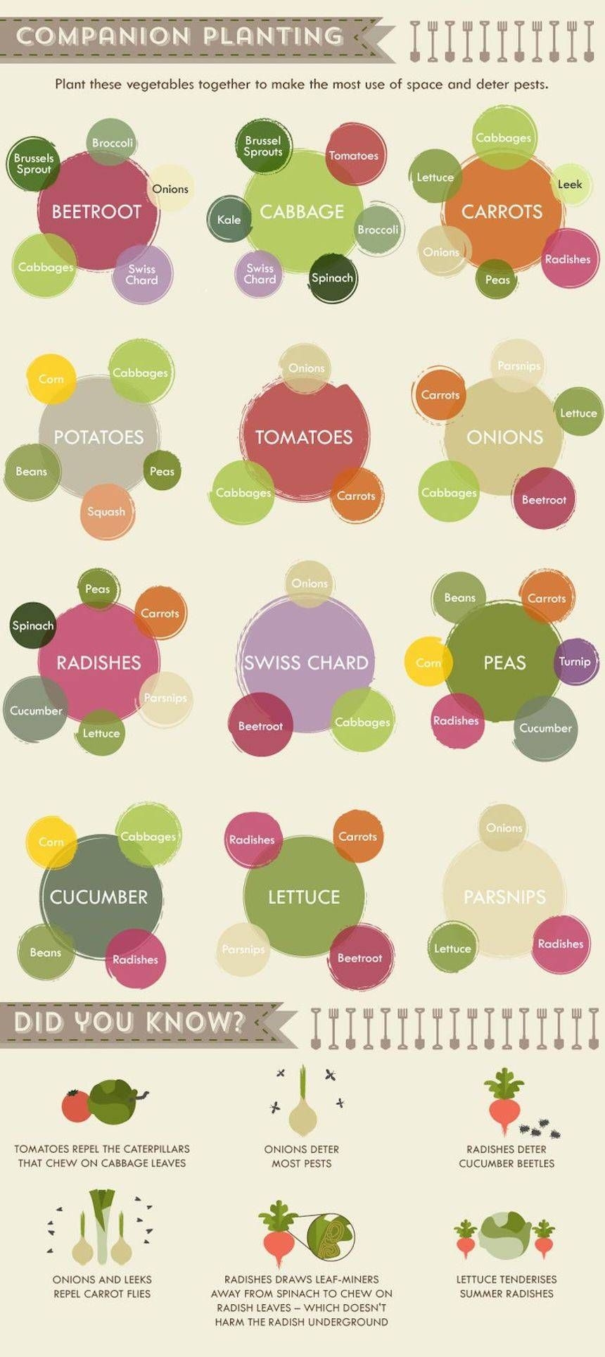 12 Groups Of Companion Plants To Make Your Vegetable Garden Thrive 