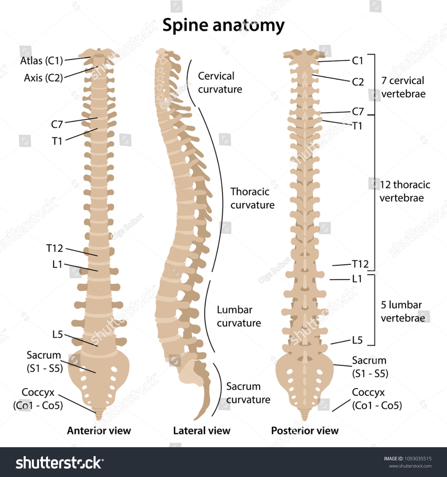 2 739 Human Anatomy Spine Labelled Images Stock Photos Vectors 