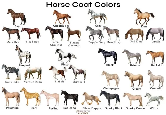 25 Common Horse Coat Colors Patterns With Color Chart 