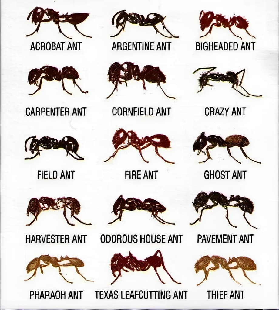 30 Free Printable Ant Identification Charts PDF 