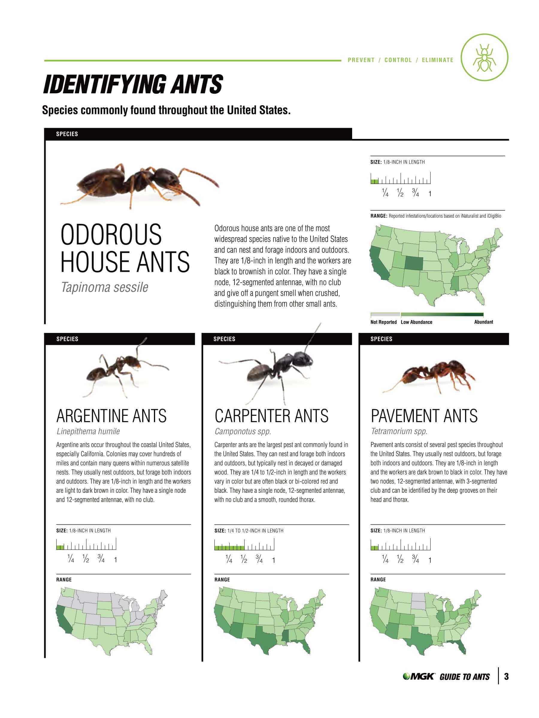 30 Free Printable Ant Identification Charts PDF 