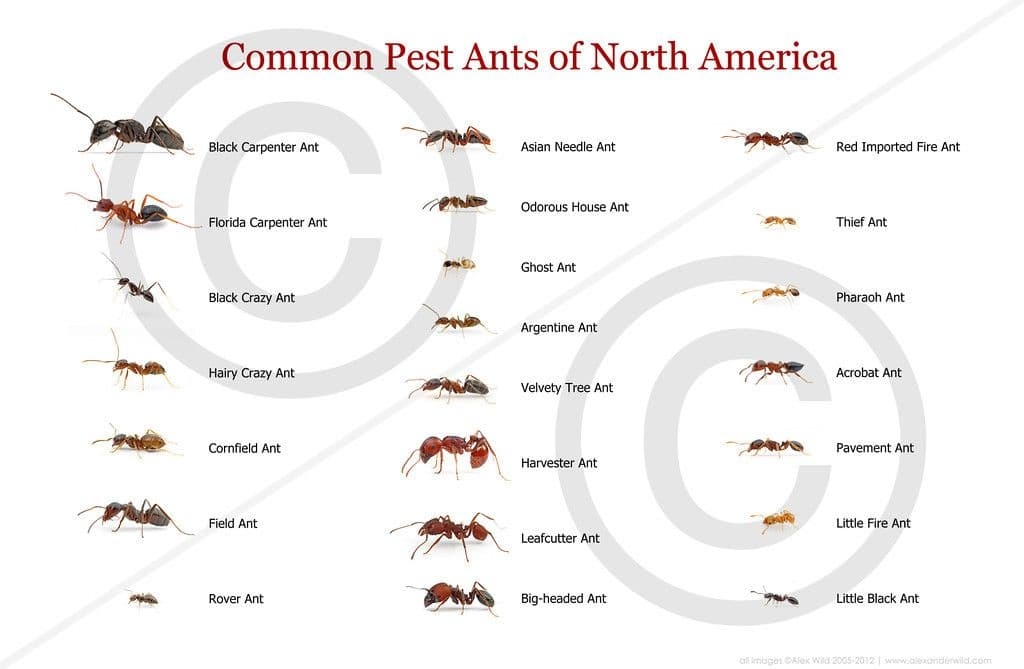30 Free Printable Ant Identification Charts PDF 