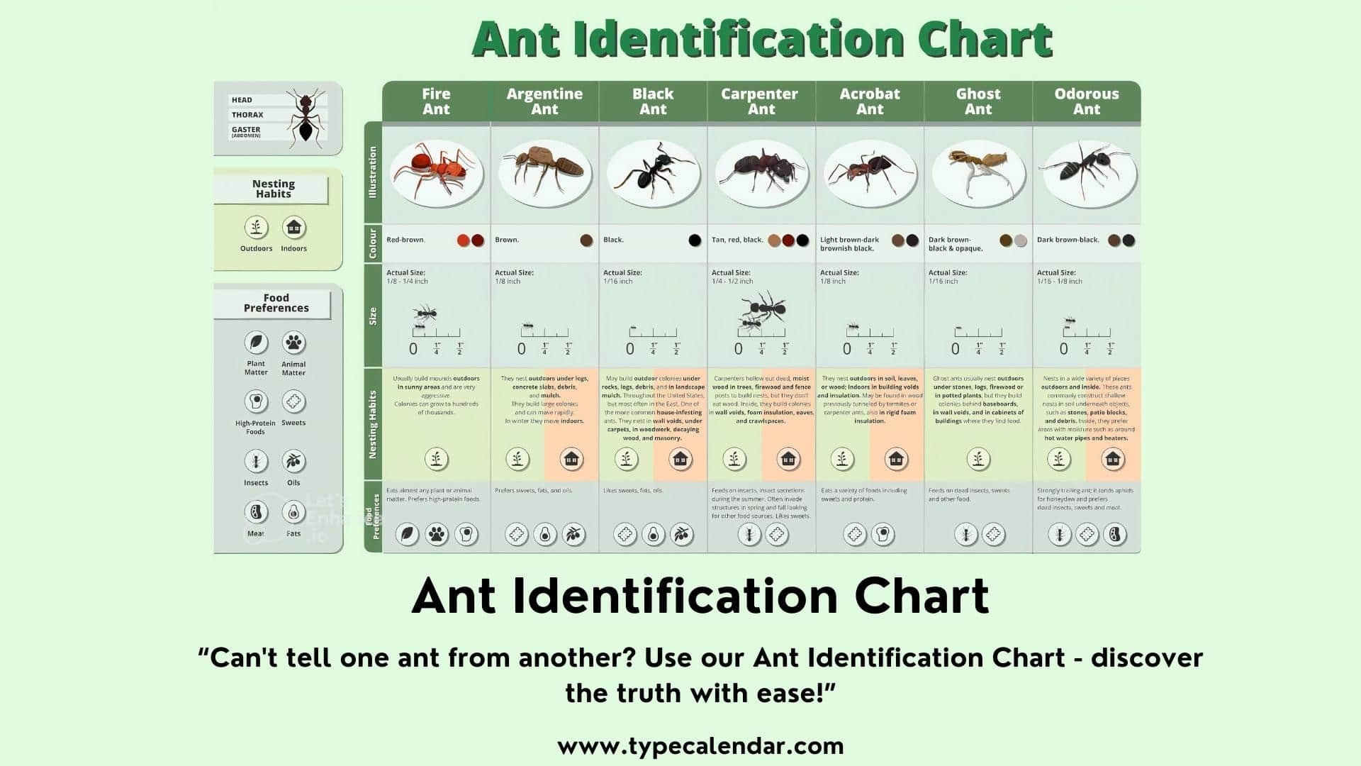 ant identification chart