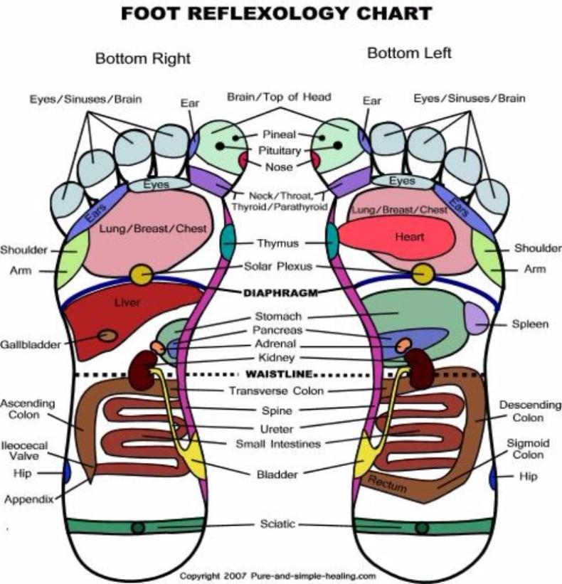 31 Printable Foot Reflexology Charts Maps TemplateLab