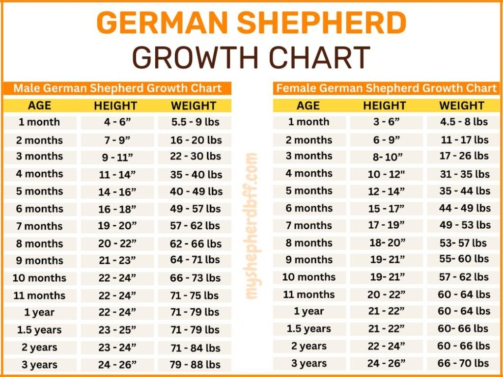 gsd growth chart gsd growth chart