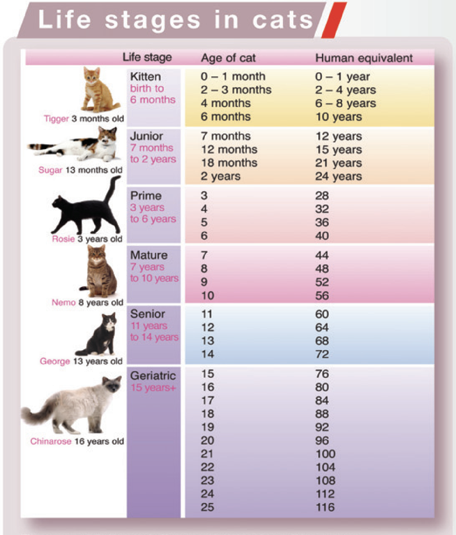 cat lifespan chart cat lifespan chart