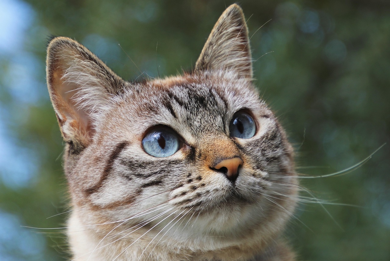 40 000 Free Furry Cat Cat Photos Pixabay
