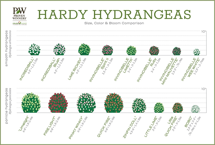 6 Types Of Hydrangeas Demystified Old New Wood Colors Care Proven 