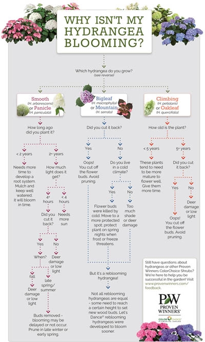 proven winners hydrangea chart proven winners hydrangea chart