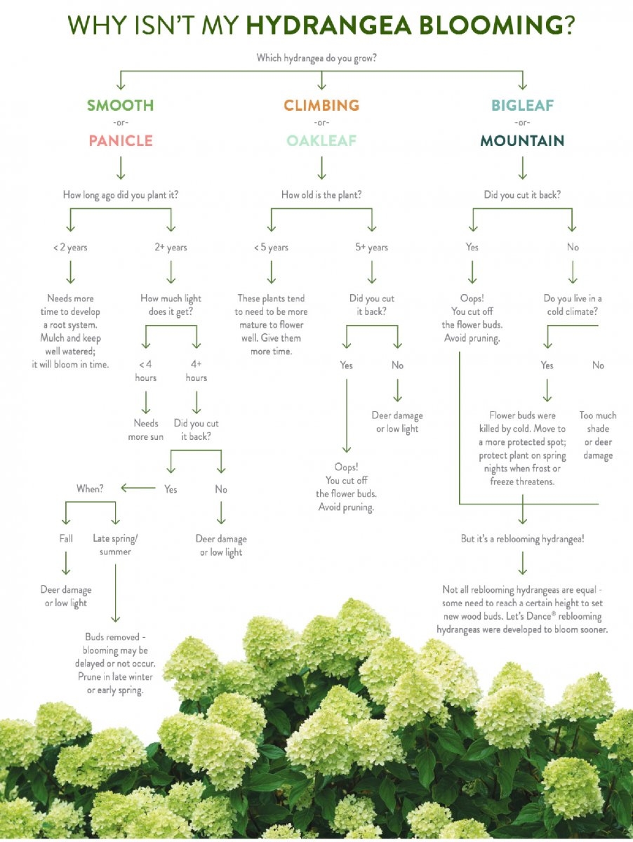 6 Types Of Hydrangeas Demystified Old New Wood Colors Care Proven 