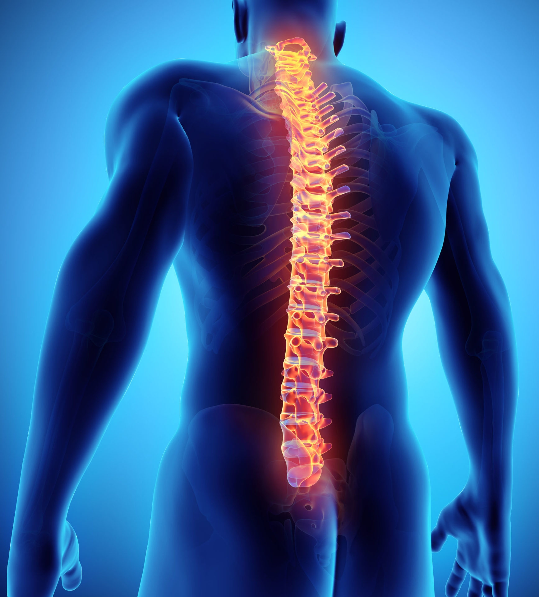 64328865 3d Illustration Of Spine Part Of Human Skeleton 