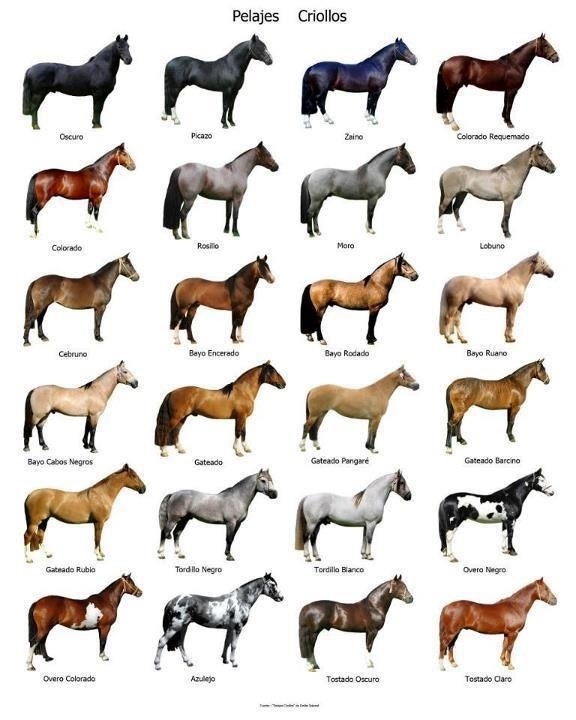 horse coat color chart horse coat color chart