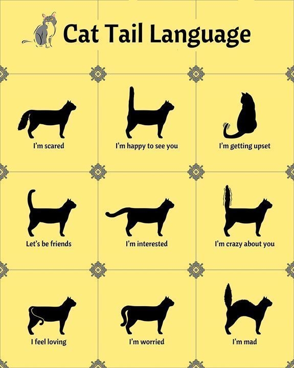 A Cats Tail Signals Some Of The Coolest Body Language Signs You Just 