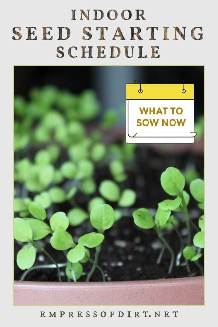 A Logical Indoor Seed Starting Schedule So Your Seedlings Are Ready For 