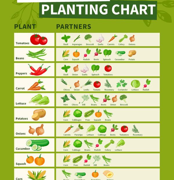 A Printable Companion Planting Chart Food Gardening Network