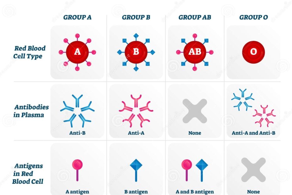 ABO Blood Group Types Vector Illustration Chart Stock Vector