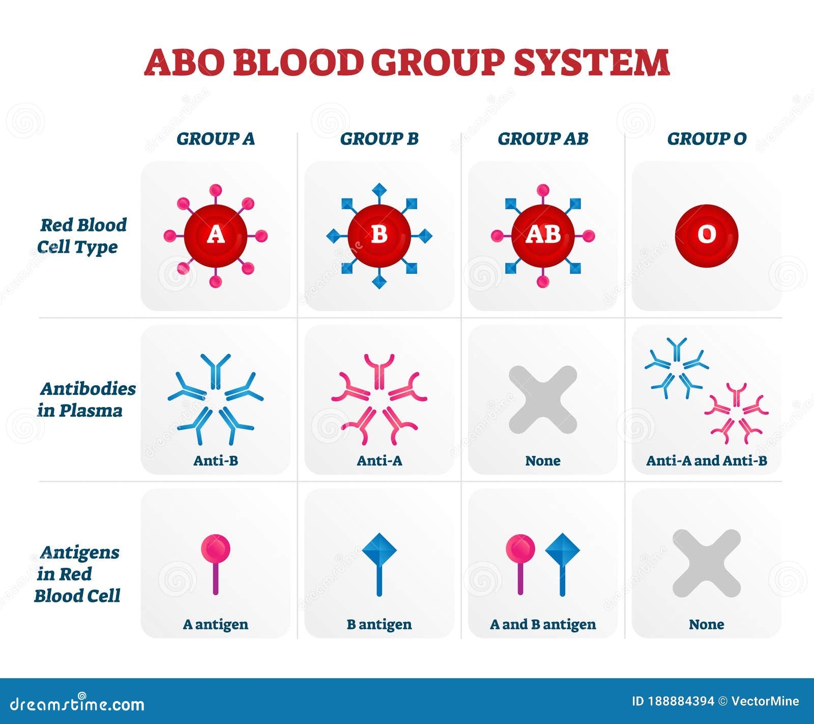 ABO Blood Group Types Vector Illustration Chart Stock Vector 