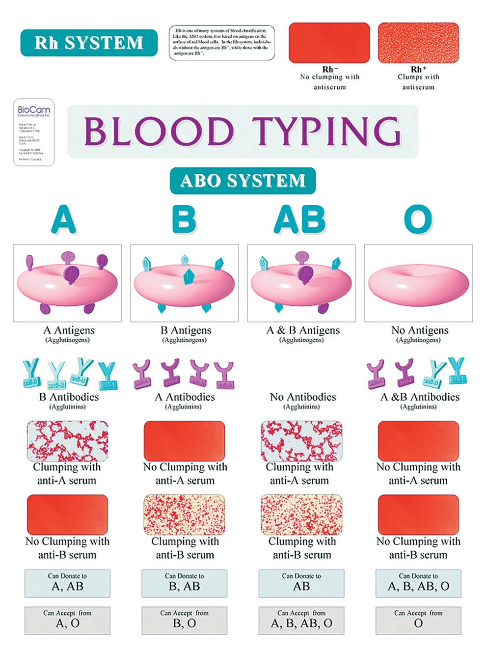 ABO Blood Typing Wall Chart Flinn Scientific