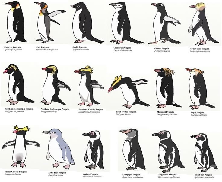 All 17 Species Of Penguin Especies De Pinguinos Tipos De Pinguinos 