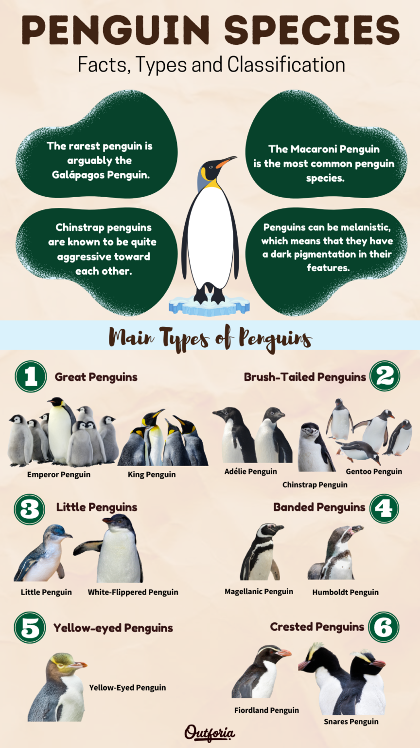 All 19 Different Types Of Penguins Complete Guide Pictures