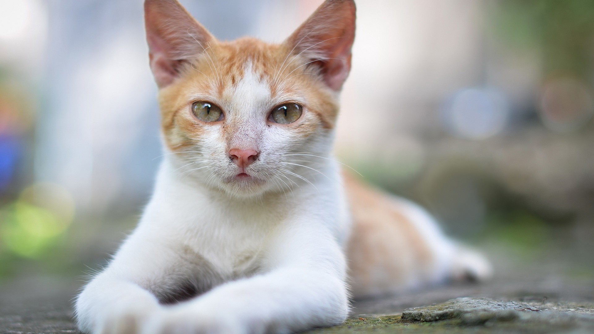 Animals Cat Wallpapers HD Desktop And Mobile Backgrounds