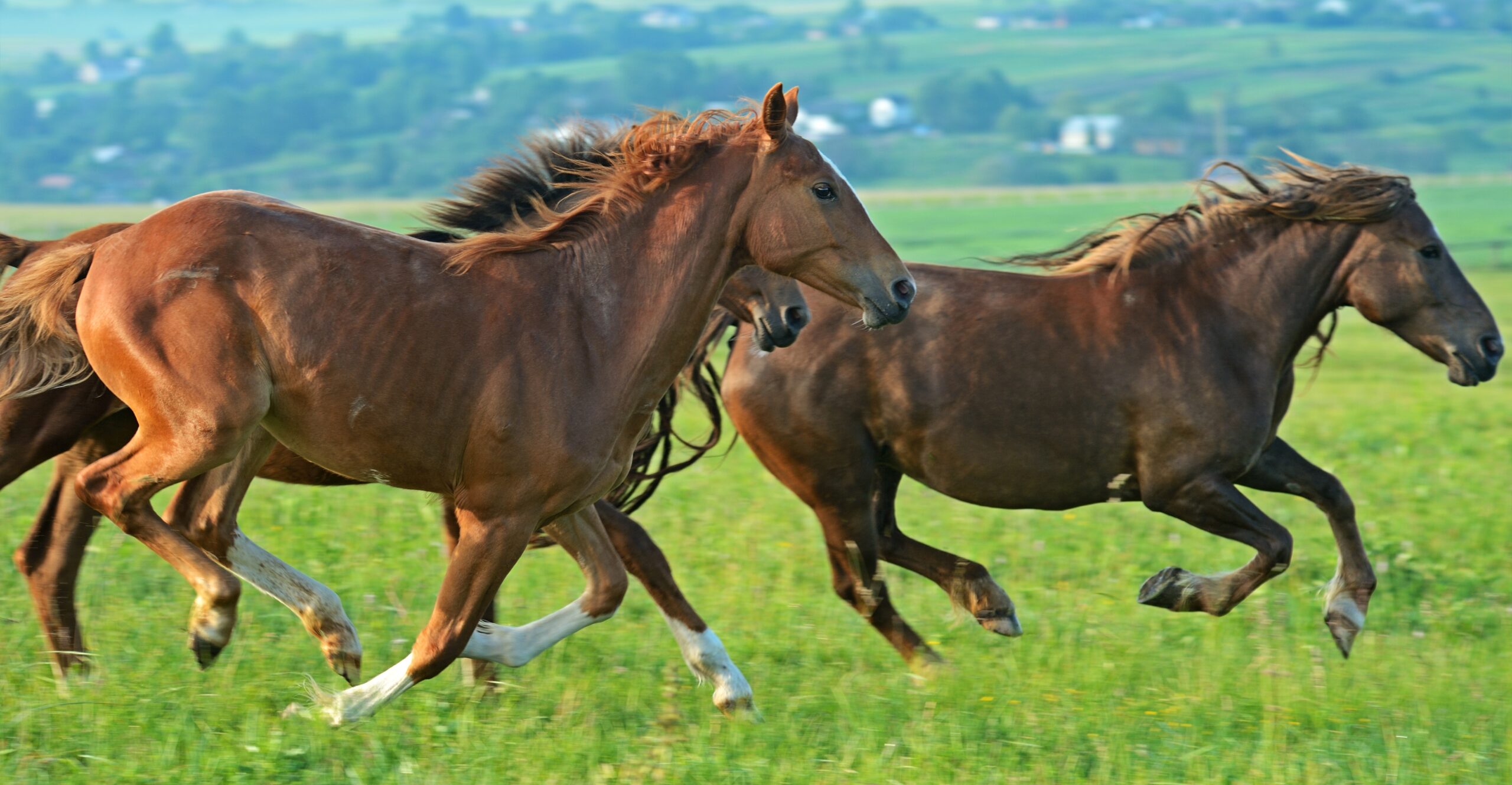 Balancing The Equine Diet Equi Force