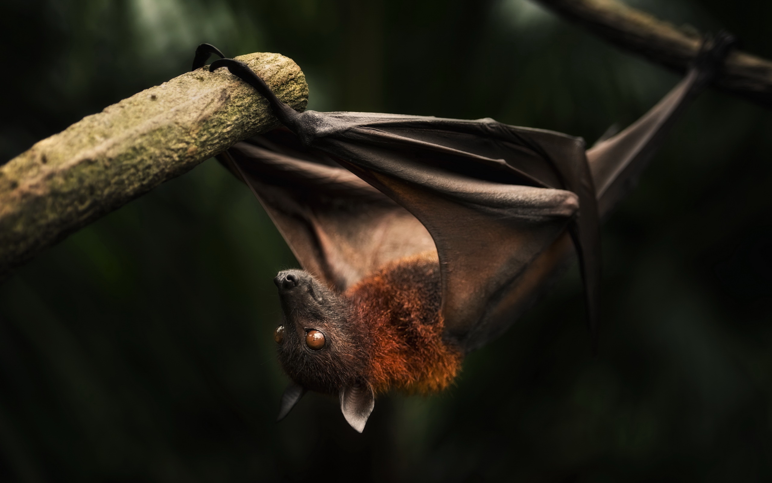 Bat Desktop