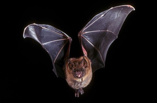 bat length chart