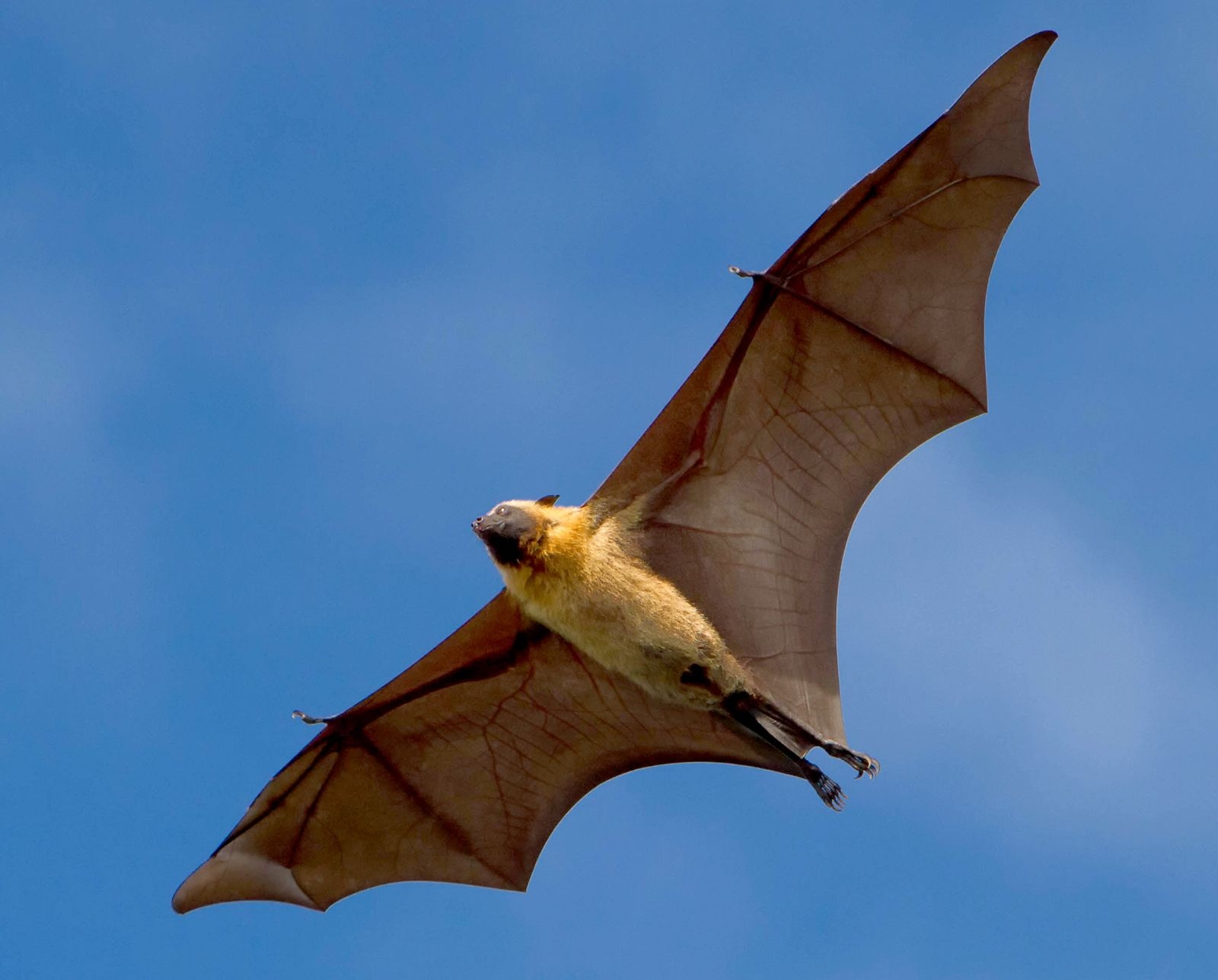 Bat Nocturnal Echolocation Flying Mammal Britannica