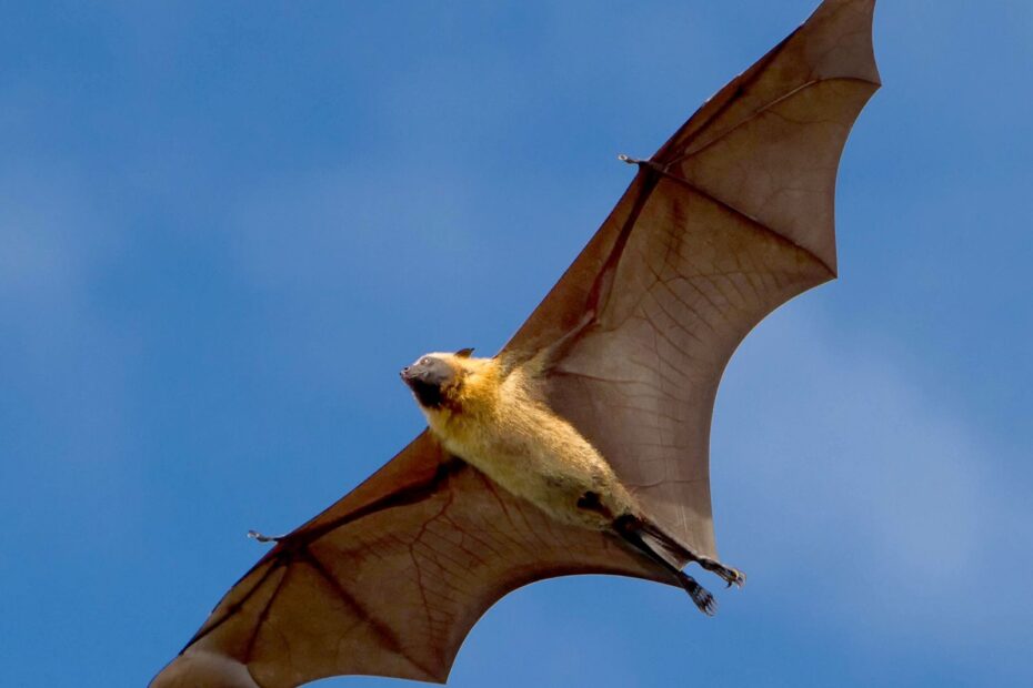 Bat Nocturnal Echolocation Flying Mammal Britannica