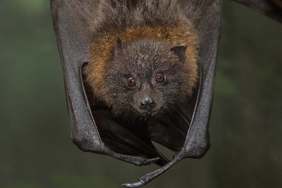 Bat San Diego Zoo Animals Plants