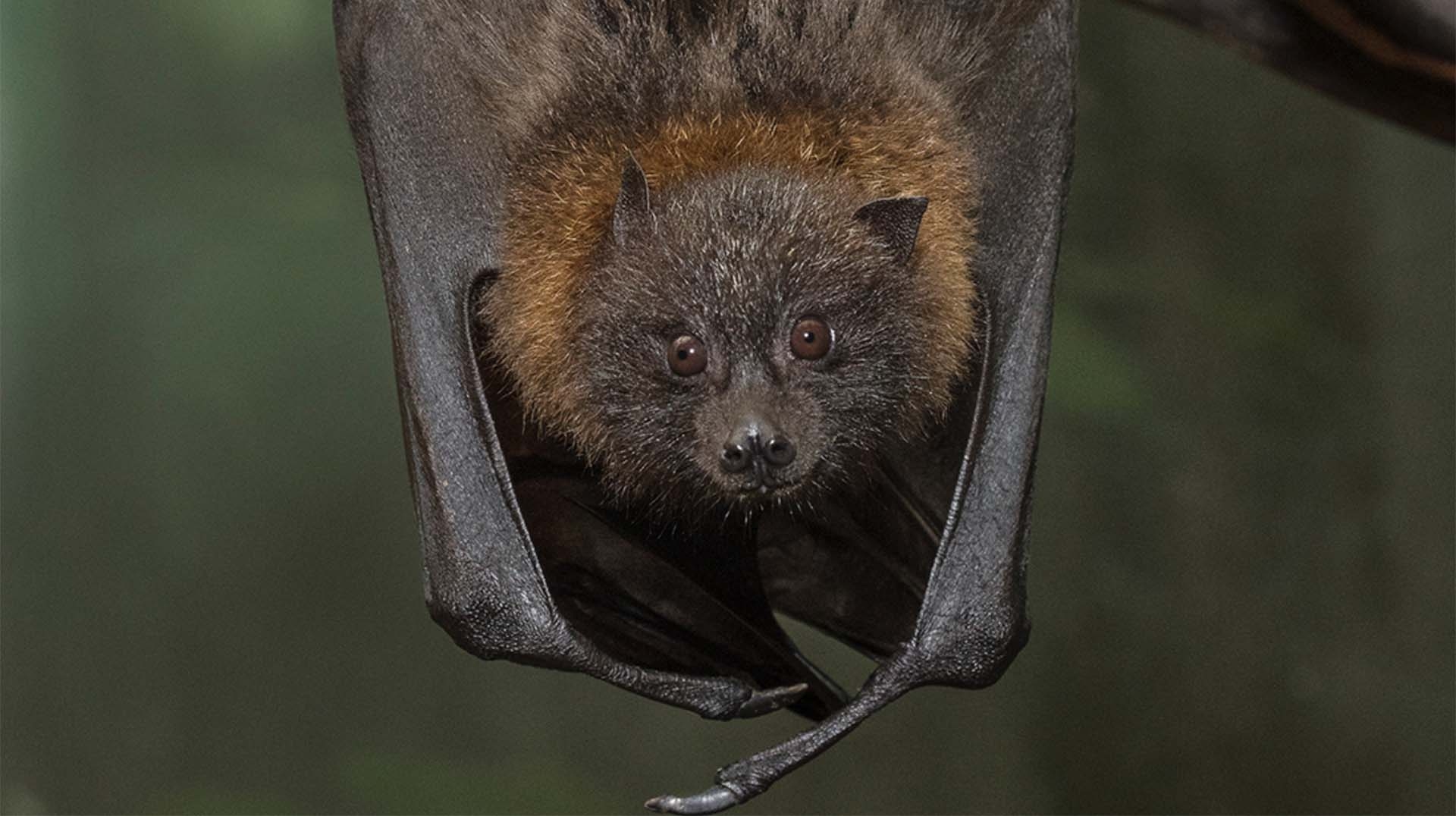 Bat San Diego Zoo Animals Plants