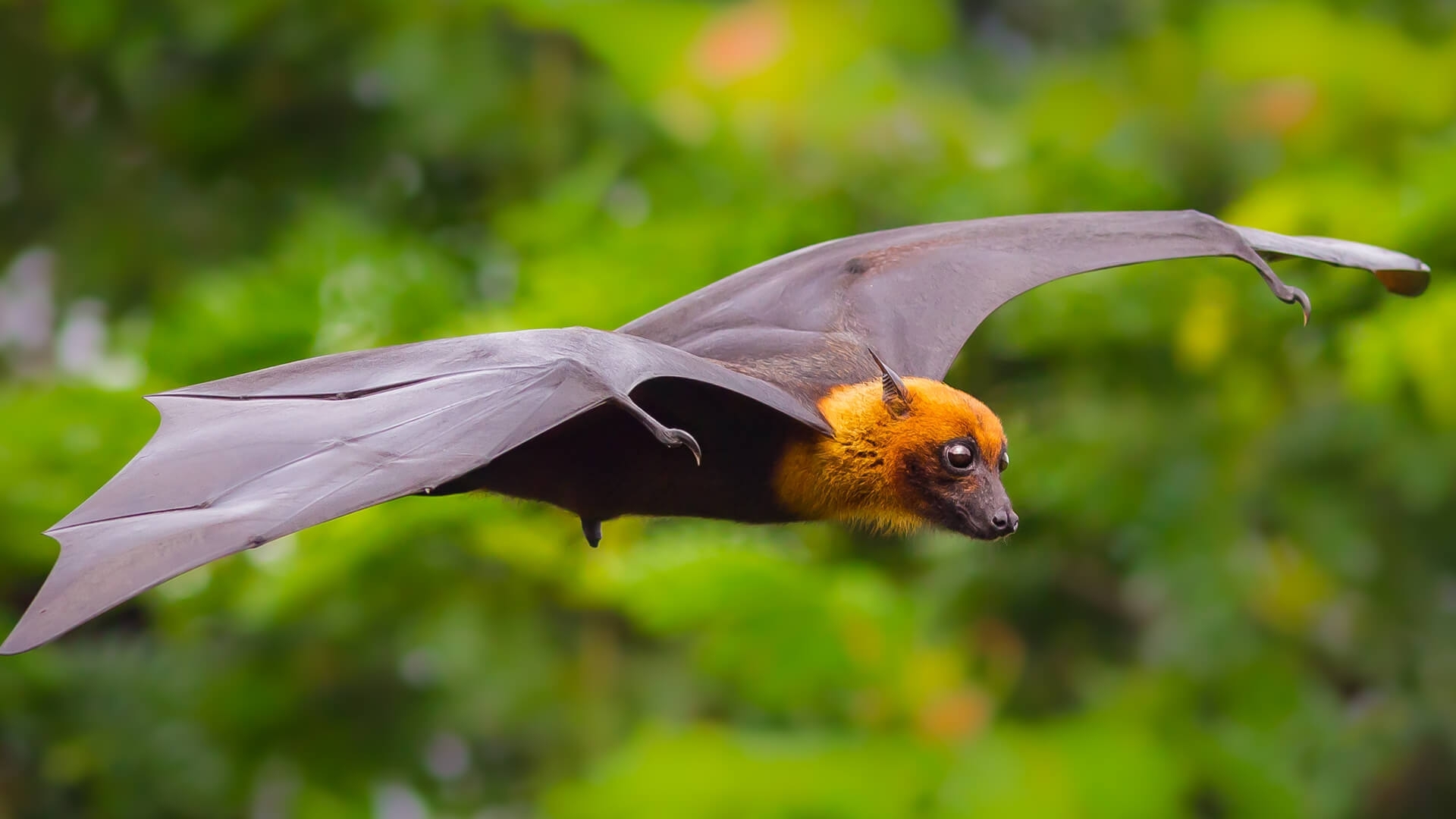 Bat Wallpapers Images Photos Pictures Backgrounds
