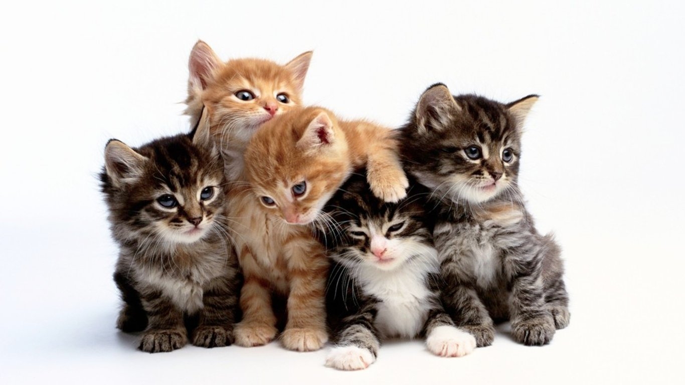 Beautiful Cats Pictures And Wallpapers