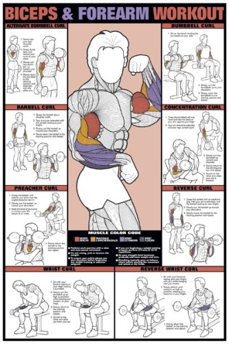 Bicep Exercises Bicep Workouts