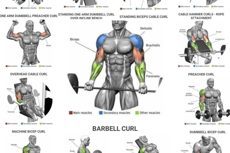 Bicep Workouts Chart