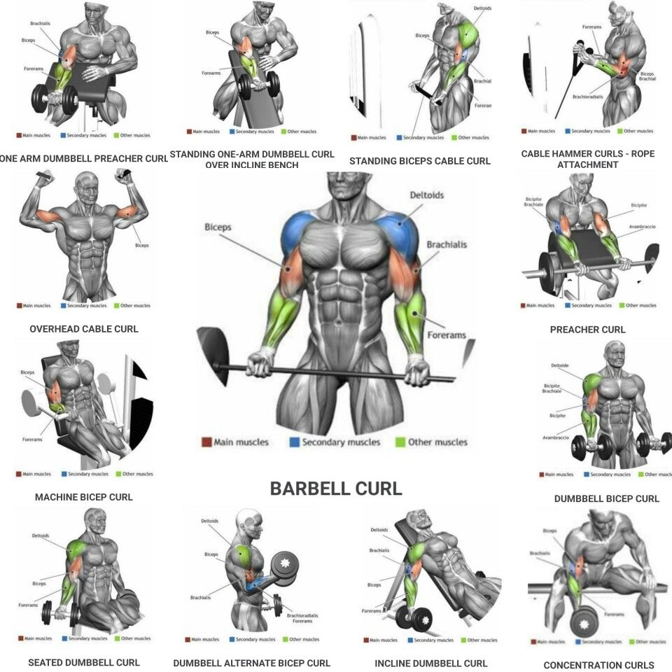 Bicep Workouts Chart