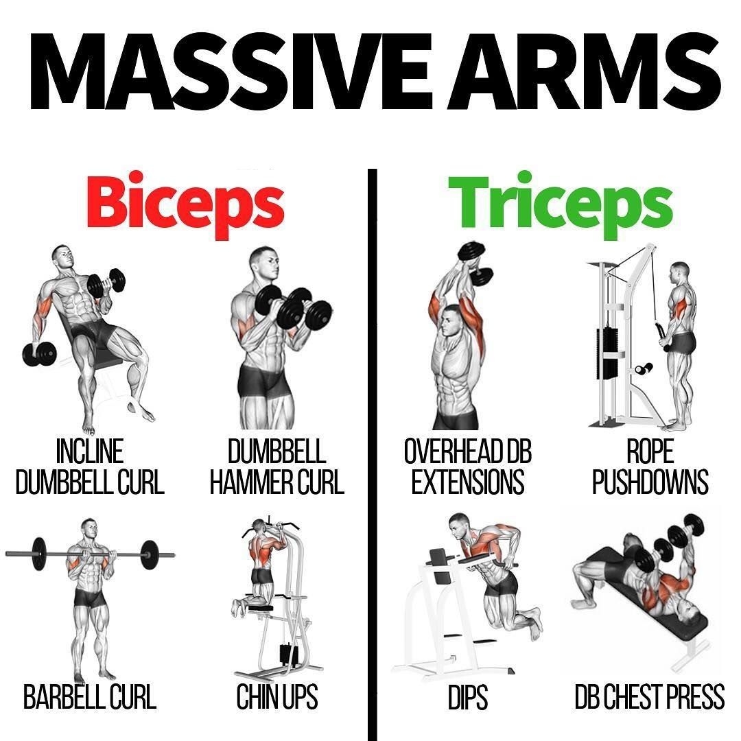 Biceps Workout With Dumbbells Chart Educational Chart Resources