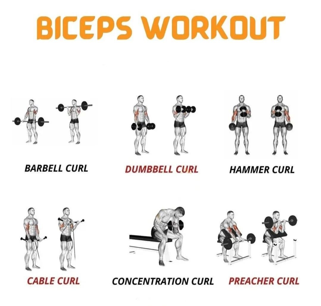 Biceps Workout With Dumbbells Chart Educational Chart Resources