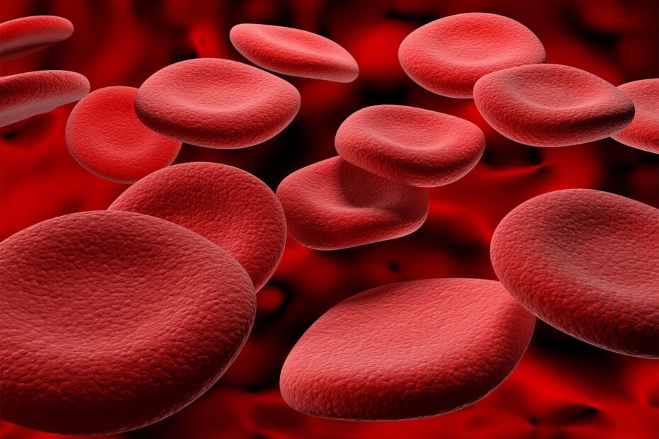 Blood Plasma Components Functions Britannica