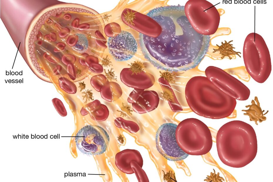 Blood Platelets Thrombocytes Clotting Britannica