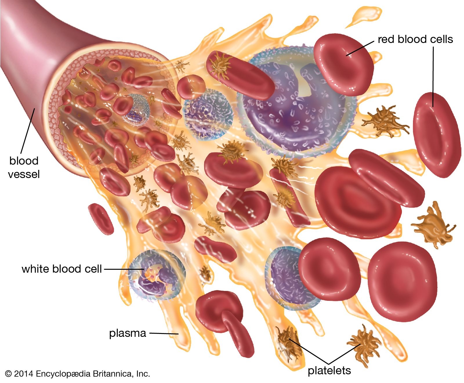 Blood Platelets Thrombocytes Clotting Britannica