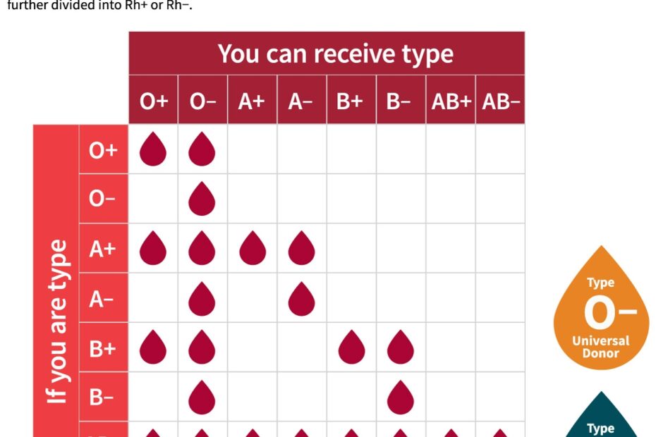 Blood Types Stanford Blood Center