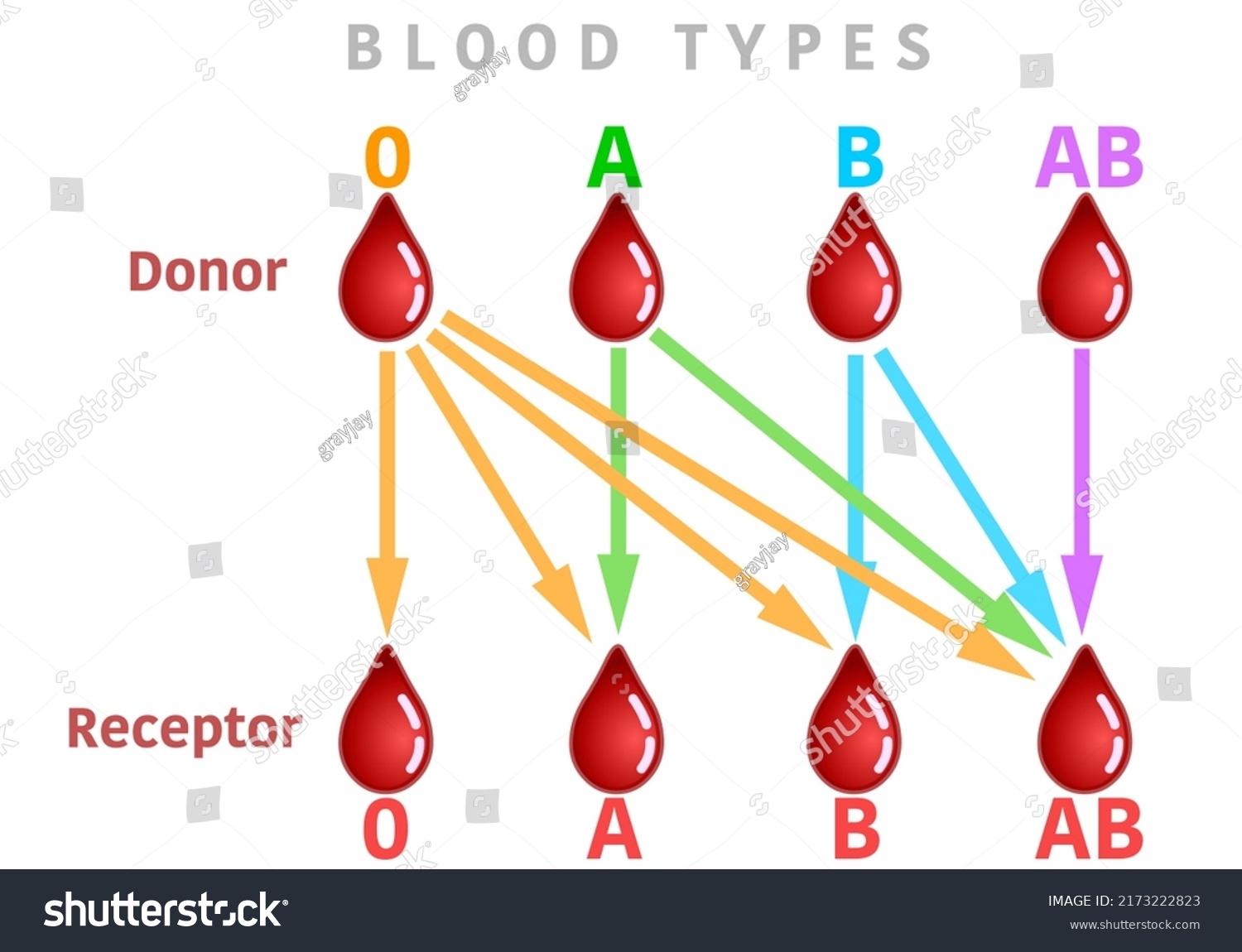 Blood Types Transfusion Group Chart Graphic 