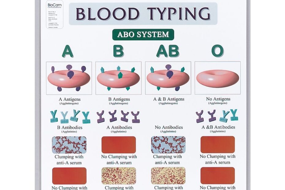 Blood Typing Chart Carolina Biological Supply