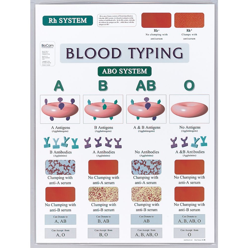 Blood Typing Chart Carolina Biological Supply