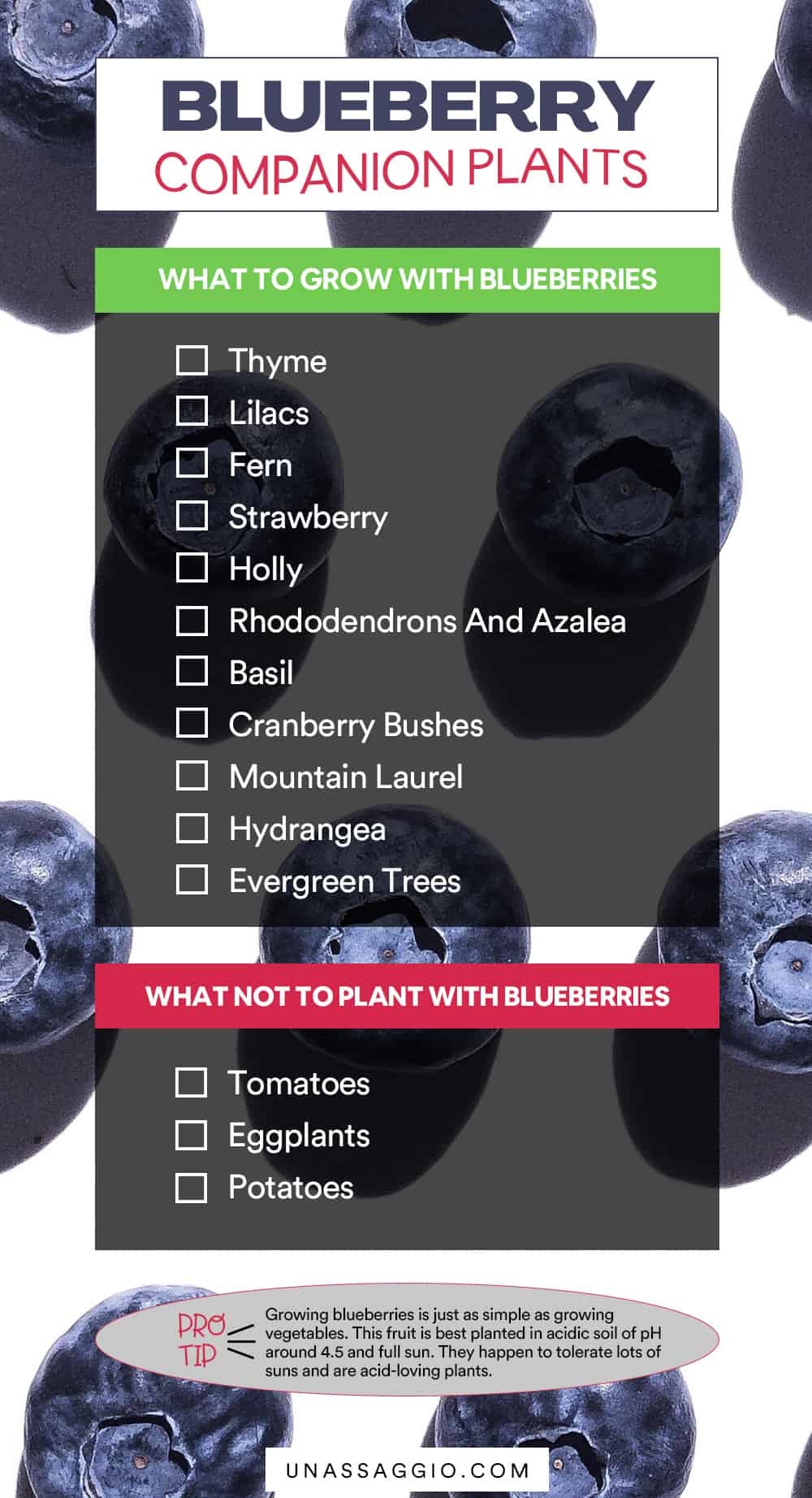 Blueberry Companion Plants 11 Best Companion Plants For Blueberries 