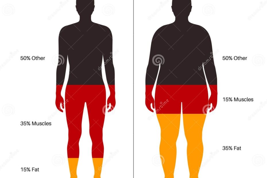 Body Fat Composition Stock Vector Illustration Of Muscles 237292330