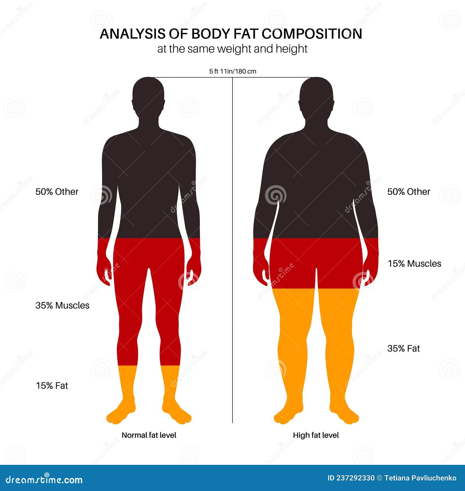 Body Fat Composition Stock Vector Illustration Of Muscles 237292330