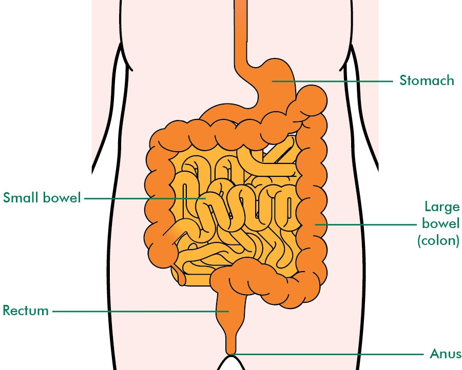 Bowel Meaning Medical At Kevin Tejeda Blog